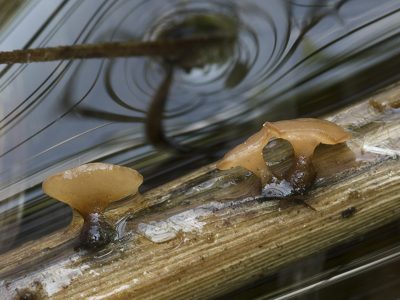 Poculum henningsianum